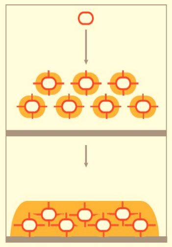 Figura 1 - Rappresentazione biofilm per batteri non mobili - [Credit: Lemon et al., 2008] swarming