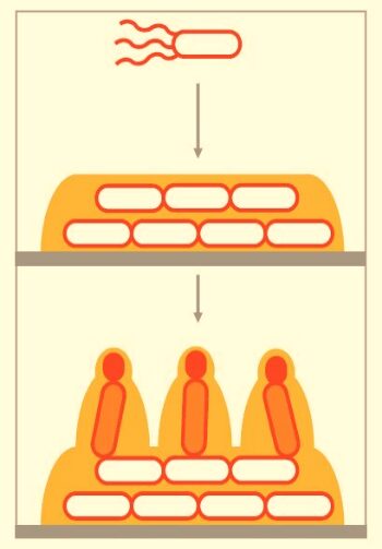  Figura 2 - Rappresentazione biofilm per batteri mobili - [Credit: Lemon et al., 2008]  swarming