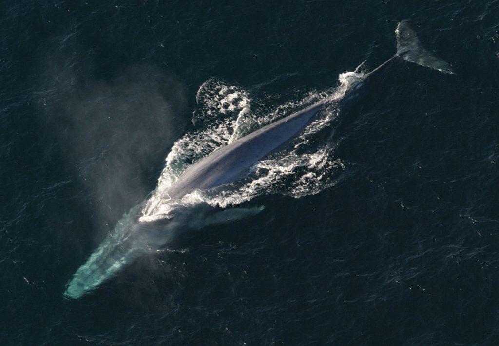 balenottera azzurra 