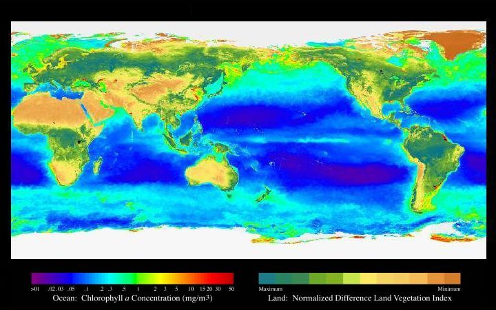 distribuzione del fitoplancton in zone HNLC whale pump