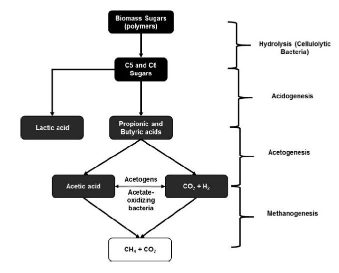 Rappresentazione schematica della combinazione sinergica di diversi metabolismi per la produzione di varie molecole di interesse commerciale attraverso approcci di bioraffineria.