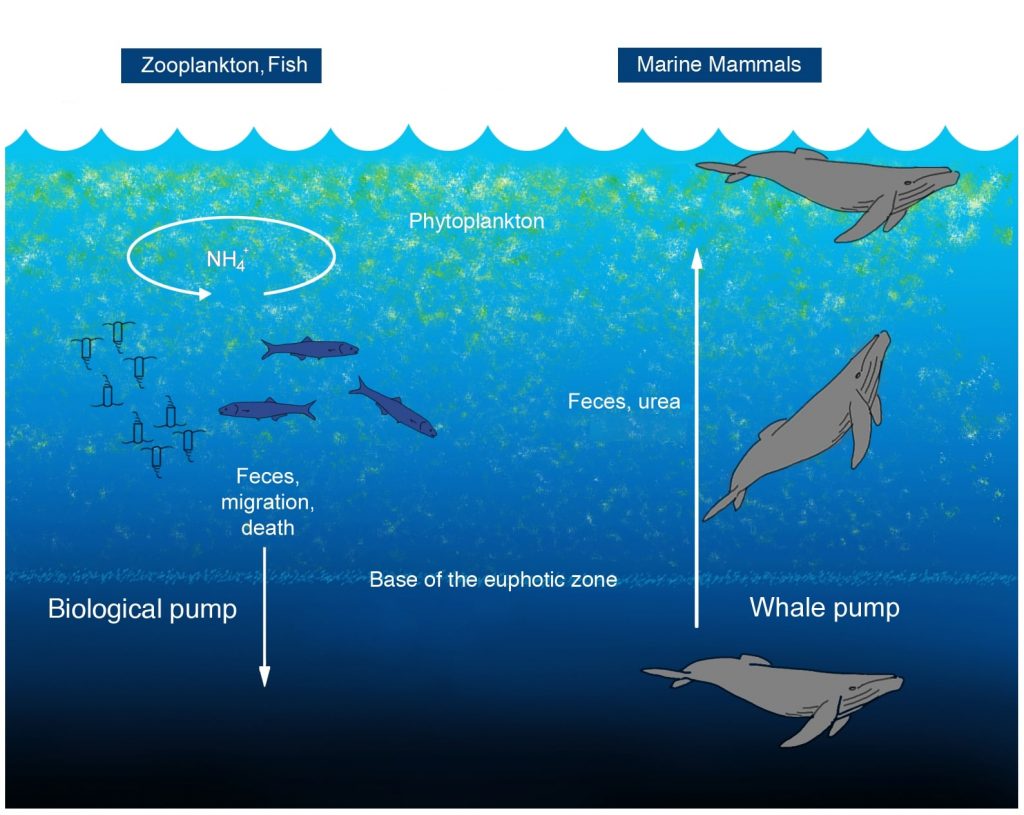 Whale pump e azoto