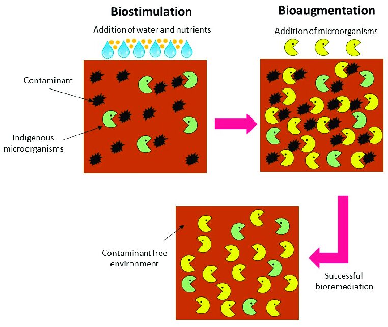 Biostimulation e bioagumentation a confronto
