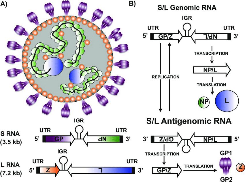 Figura 4 – Struttura ed espressione genica del LASV. A) I vari colori indicano i componenti del virus e i geni che li codificano: glicoproteina GP (viola), proteina Z (arancione), nucleoproteina (verde), RNA (nero), polimerasi (blu). B) Riassunto schematico della replicazione, trascrizione e traduzione del genoma virale