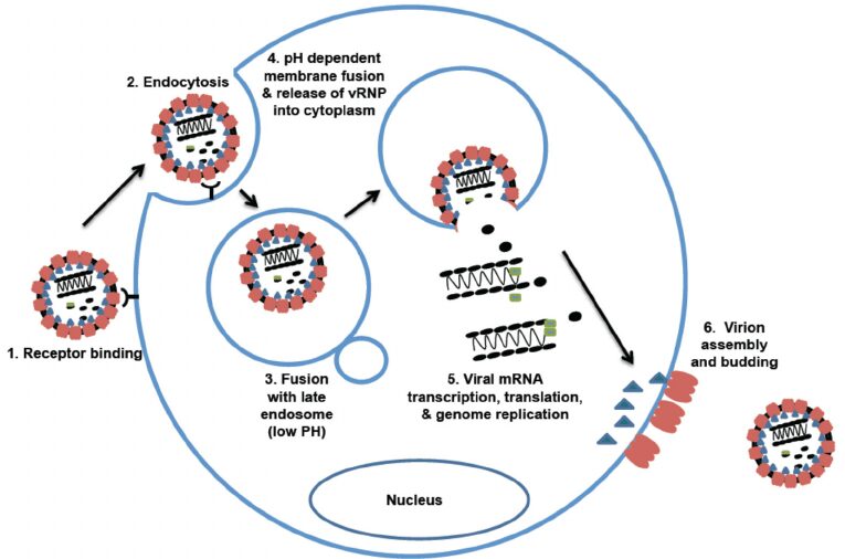 Figura 5 – Ciclo vitale del LASV. 1) Interazione tra antirecettore e recettore; 2) Endocitosi e formazione dell’endosoma; 3) Fusione del virus con l’endosoma tardivo; 4) Liberazione del genoma nel citoplasma; 5) Replicazione, trascrizione e traduzione del genoma virale; 6) Assemblaggio e gemmazione