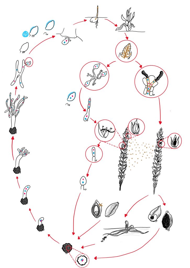 Ciclo vitale Tilletia caries (Fonte: Cecilia Panzetti)