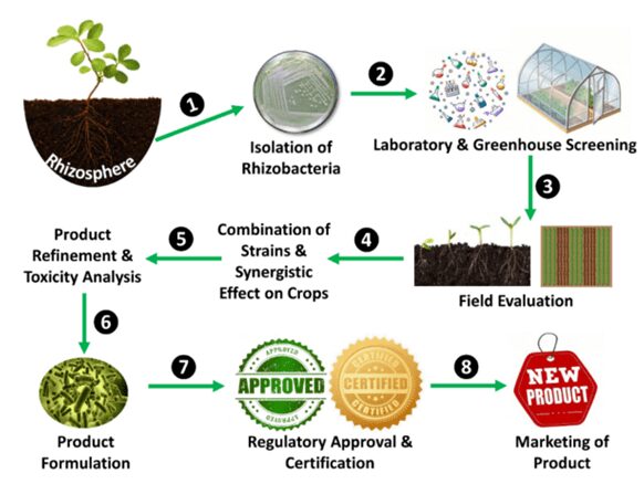 Fasi del processo di commercializzazione di un biofertilizzante a base di PGPR