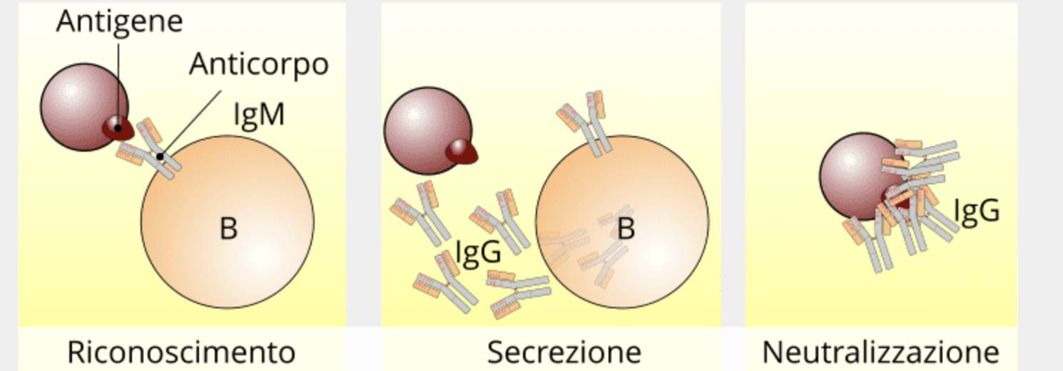 I Linfociti B: Maturazione E Produzione Degli Anticorpi - Microbiologia ...