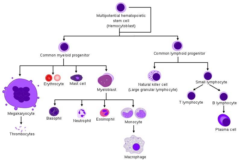 La cellula staminale e la sua linea differenziati a nel midollo osseo