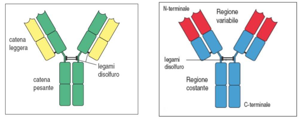 Rappresentazione dell’immunoglobulina
