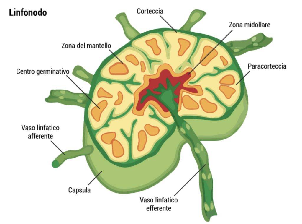 Schematizzazione della struttura di un linfonodo