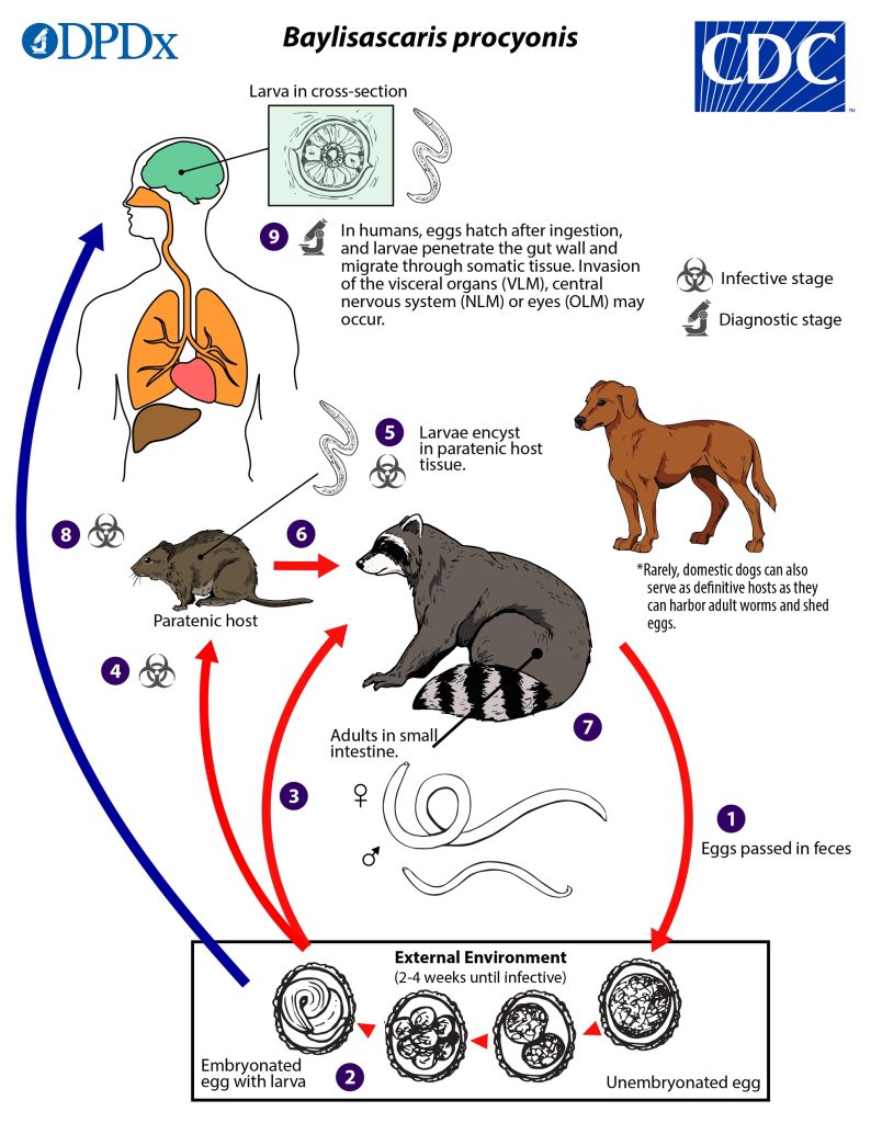 Ciclo vitale di B. procyonis
