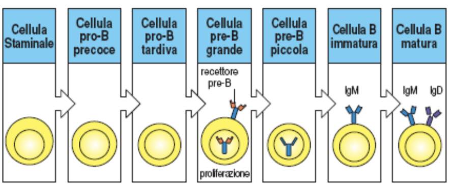 Processo di maturazione dei linfociti B