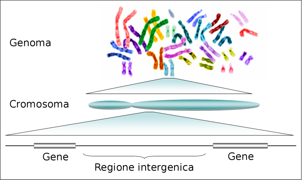 cromosoma genoma