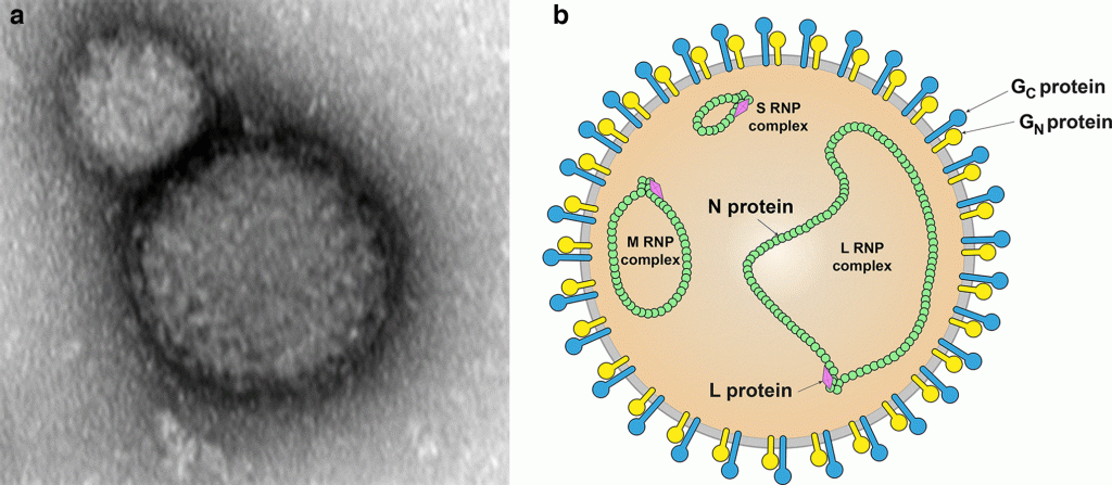 Genoma Nairovirus