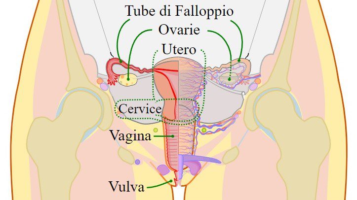 apparato urogenitale femminile