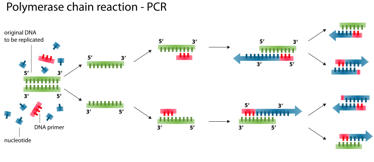 PCR covid-19 diagnostic test
