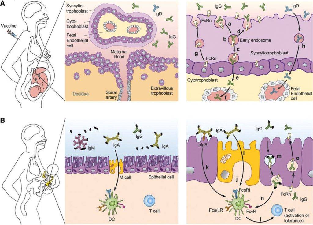 La vaccinazione in gravidanza genera anticorpi di tipo IgG che sono trasferiti al feto attraverso la circolazione placentare (A). Gli anticorpi di tipo IgG, IgA e IgM secreti nel latte materno e nel colostro sono trasferiti al bambino con l'allattamento (B). 