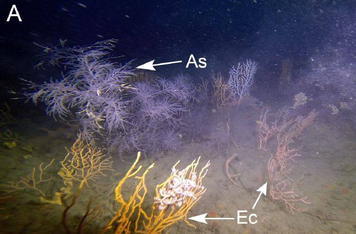 Corallo nero e gorgonia in foresta animale