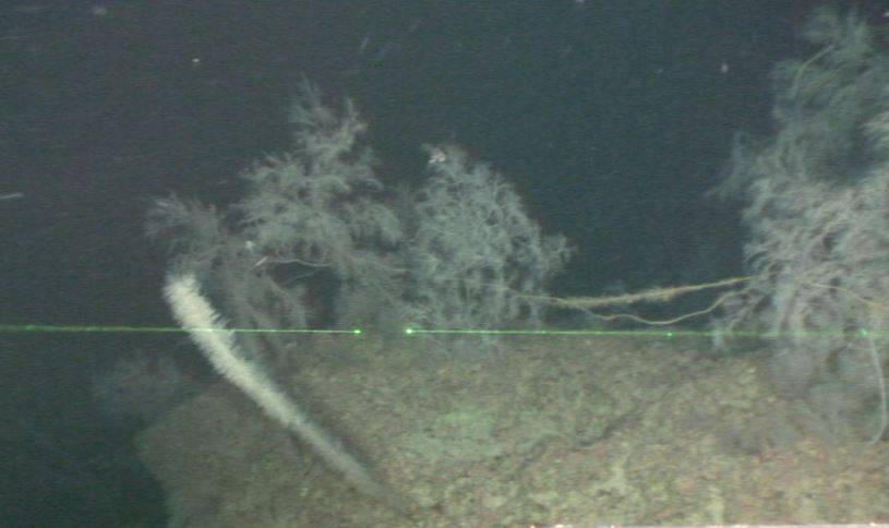 Entanglement corallo nero