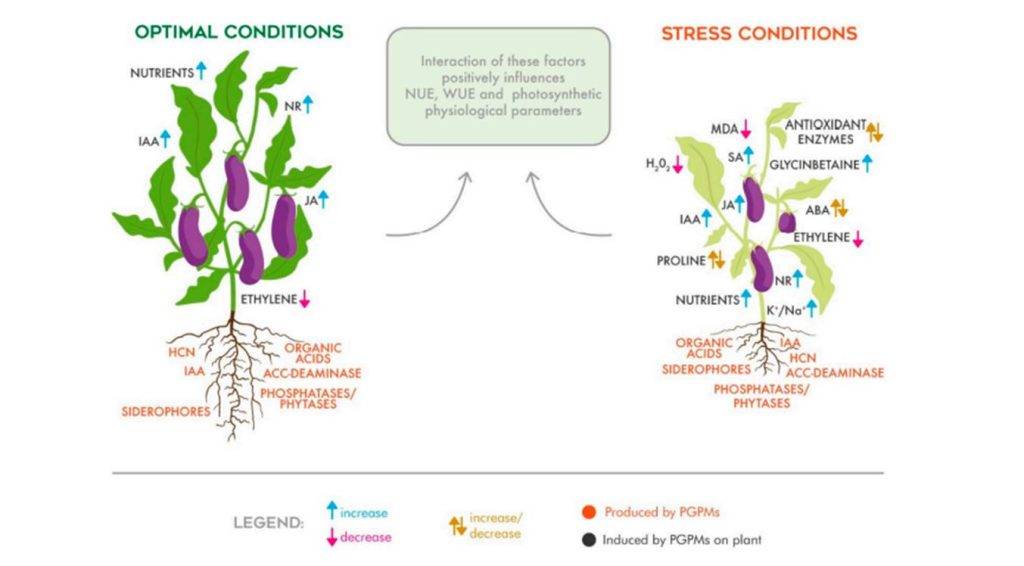 Rappresentazione schematica dei meccanismi di risposta fisiologici indotti da biostimolanti microbici in condizioni standard e in condizioni di stress.