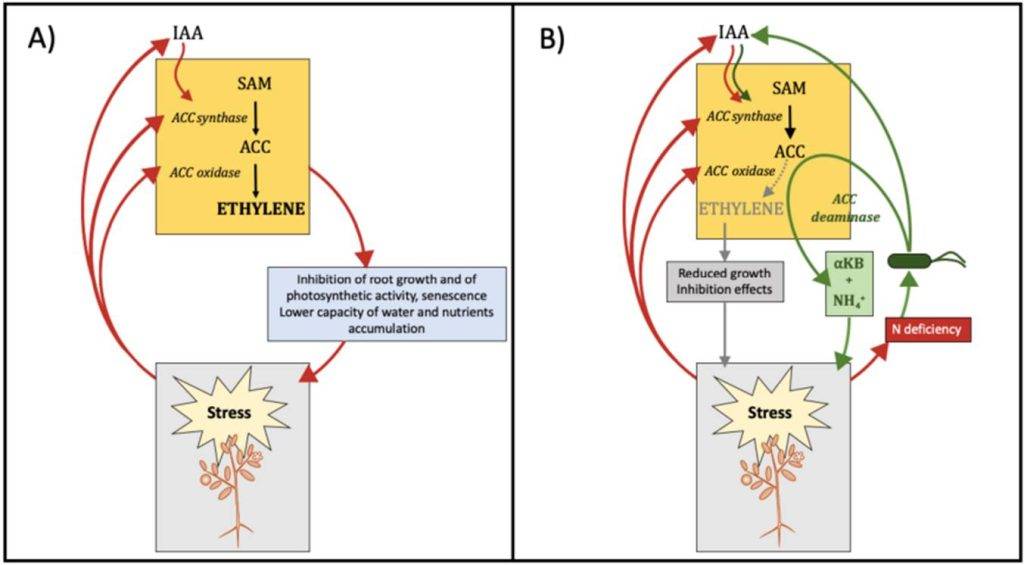 Effetto della produzione di ACC-deaminasi batteriche sul metabolismo dell'etilene in piante stressate.  