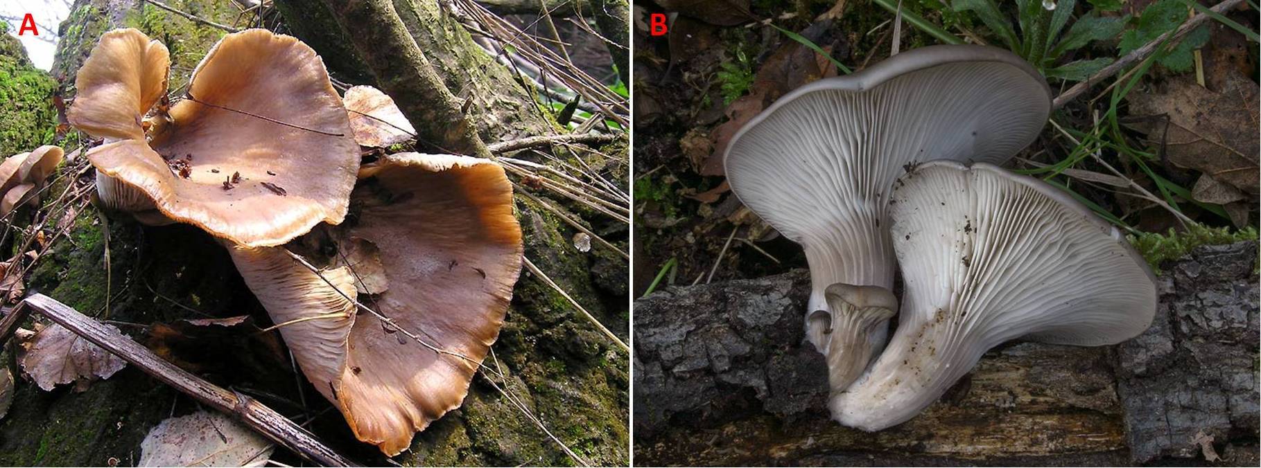 Figura 3 – A) Esemplari maturi di P. ostreatus. B) P. ostreatus su legno di cerro; sono ben visibili le lamelle