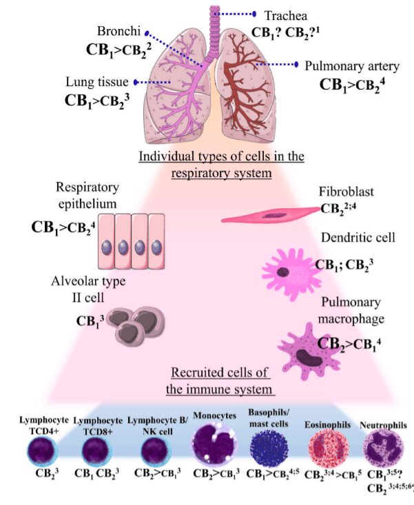 CBR nel sistema immunitario - cannabinoidi