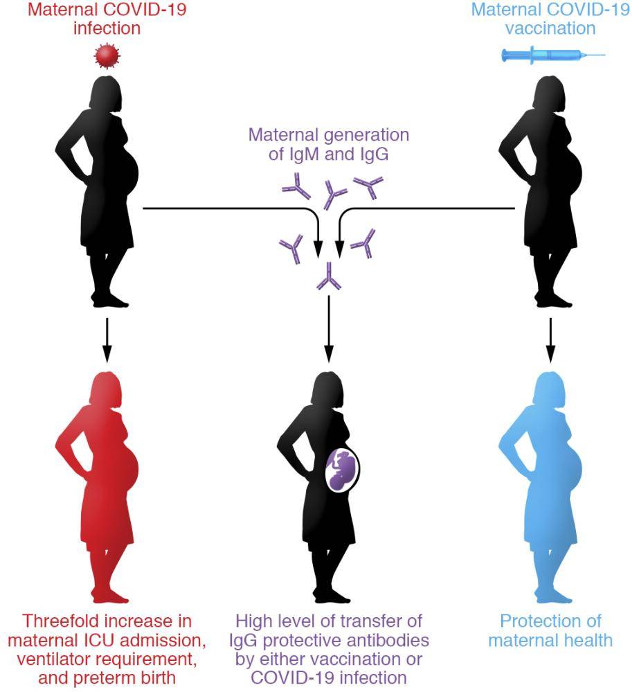 Figura 2 - Le madri vaccinate generano e trasferiscono gli anticorpi contro il COVID-19 al bambino, prevenendo le complicanze frequenti nelle donne in gravidanza affette da COVID-19. 