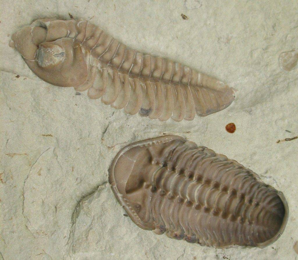 Trilobite