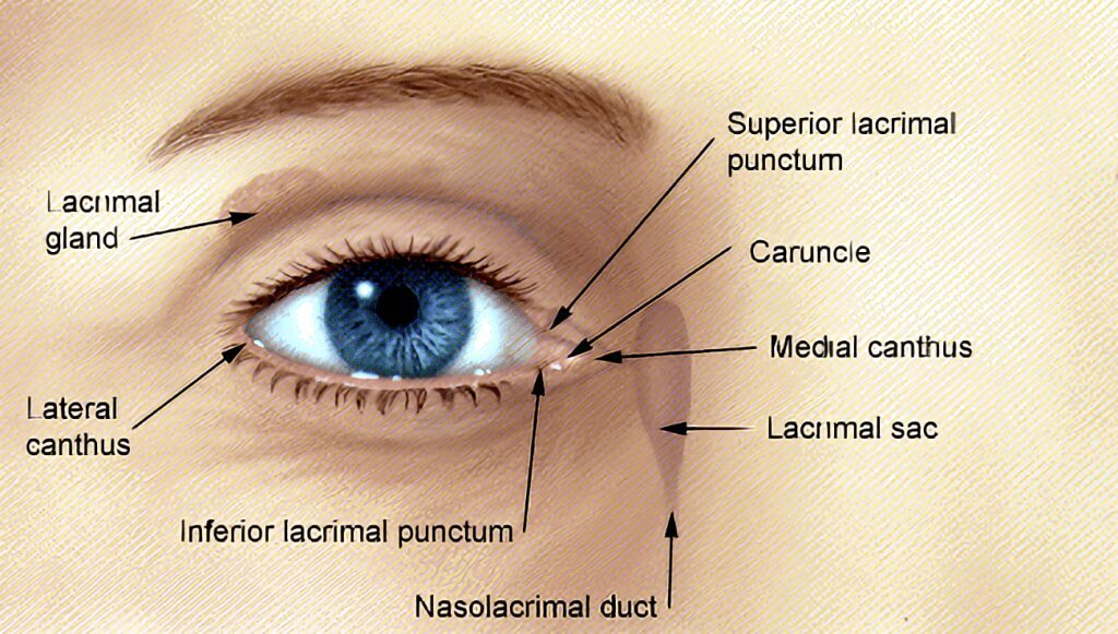 anatomia occhio 