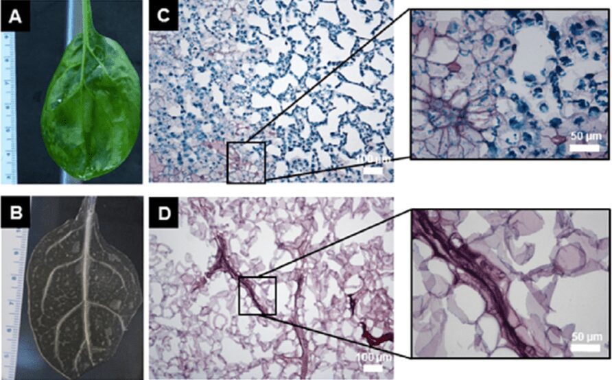 Differenza tra la foglia di spinacio prima e dopo decellularizzazione