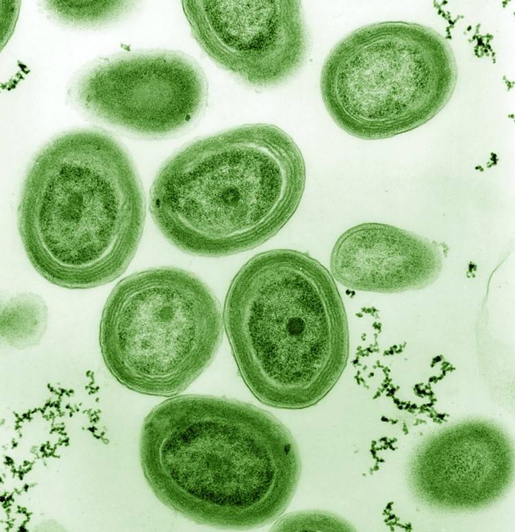 Cianobatteri della specie Prochlorococcus marinus al microscopio 