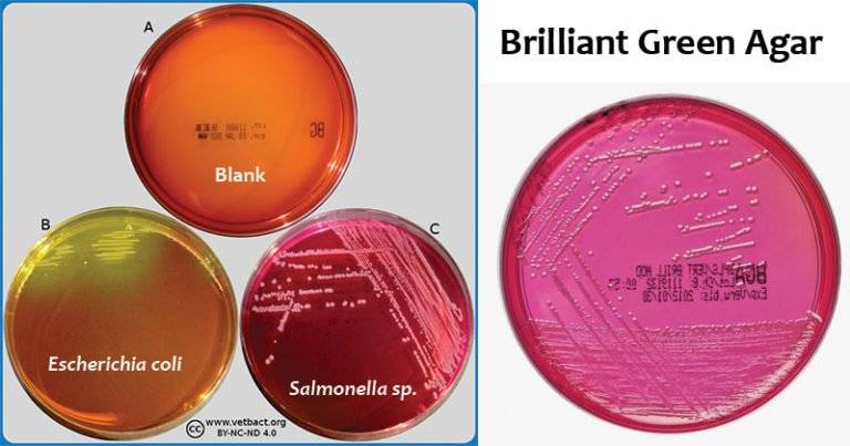 Brilliant Green Agar per l'identificazione di Salmonella. A sinistra, una piastra senza crescita microbica (A), una con colonie di E. coli (B) viranti verso il verde, e una (C) con colonie di Salmonella con il tipico alone rossastro. A destra viene messa in evidenza la piastra con viraggio rosso tipica di Salmonella (C)