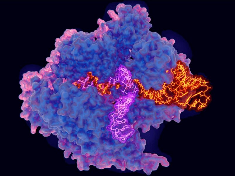 immagine dell'architettura tridimensionale di CRISPR-Cas9