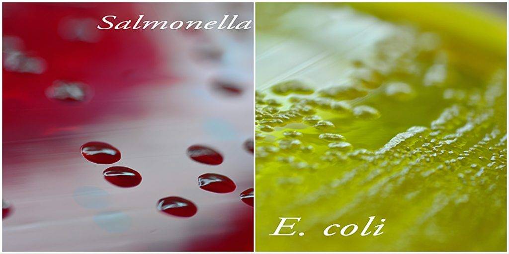 Colonie di Salmonella (sinistra) di colore rosso, e colonie di E. coli (destra) di colore verde, sul terreno Brilliant Green Agar