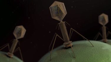 Descrizione della struttura di un batteriofago e rapporto che contrae con un batterio