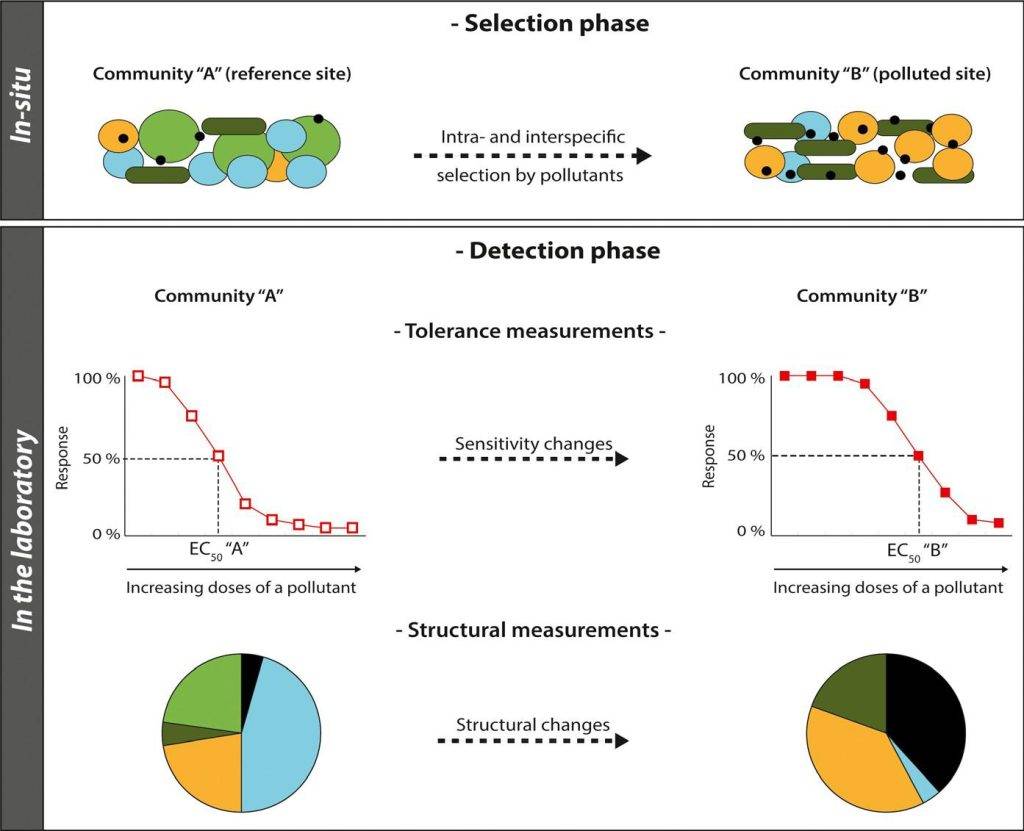 Le due fasi dell’approccio PICT: a) “selection phase”, b) “detection phase”, in cui si valutano gli effetti sulla comunità di riferimento ("A") e la comunità selezionata ("B")