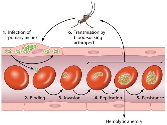 Bartonella Bacilliformis - Scheda Batteriologica E Approfondimenti