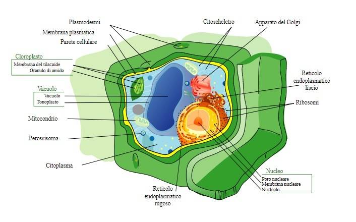 Plant cell, vacuoles