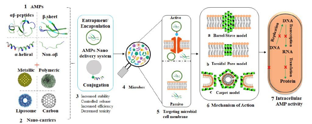 7 compenti funzionali del drug delivery di peptidi antimicrobici mediato da nanomateriali 