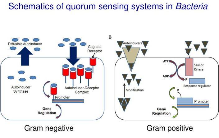 Figura 1 – Quorum sensing nei batteri [Credits: Darcy Cook]