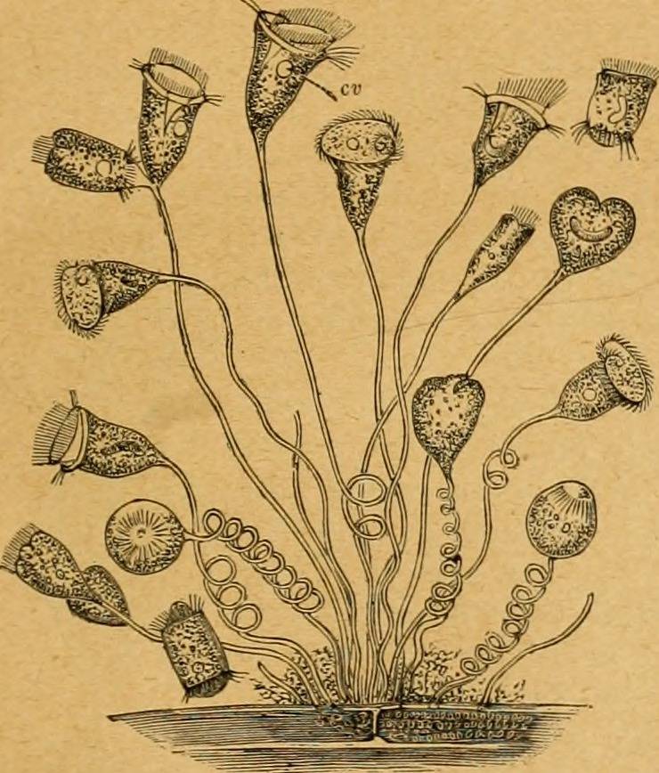 In gruppo Vorticella spp
