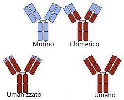 Produzione Di Anticorpi Policlonali E Monoclonali - Microbiologia Italia