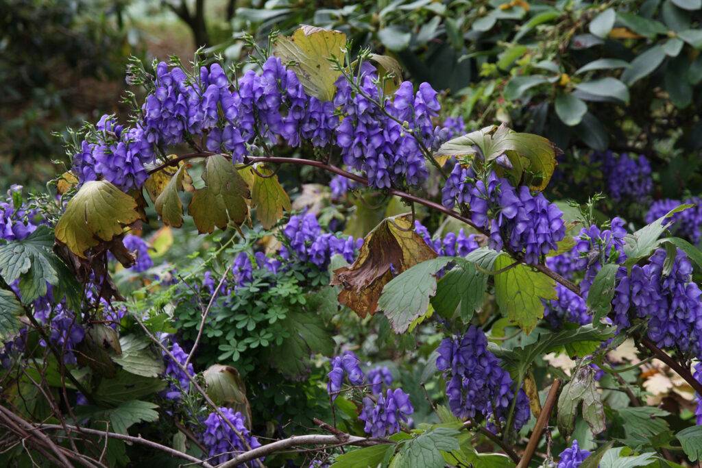 Aconitum hemsleyanum