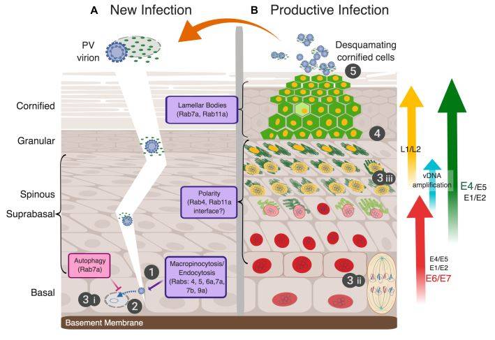 diagramma del virus hpv