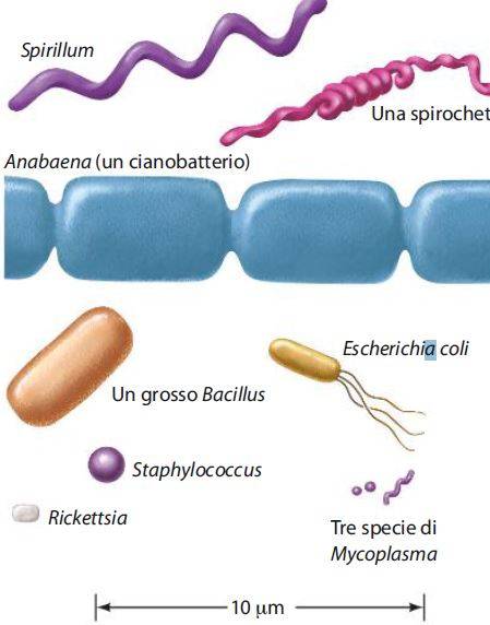 Rappresentazione in scala di alcune cellule procariotiche
