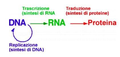 Figura 1 - Il dogma centrale della biologia secondo cui l'informazione parte dagli acidi nucleici e arriva alle proteine. Fonte: https://www.chimica-online.it/