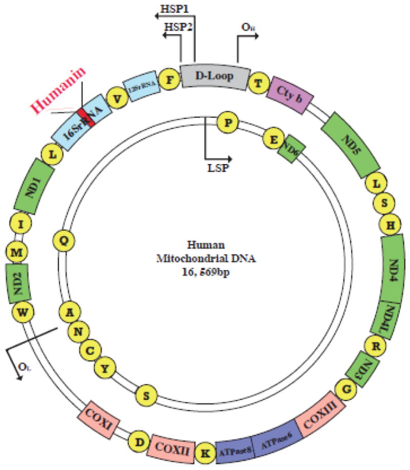 Struttura del DNA mitocondriale e localizzazione del gene MTRNR2