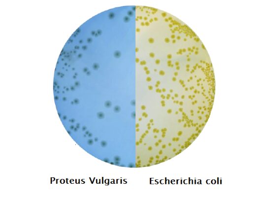 Immagine esemplificativa del viraggio del blu di bromotimolo del CLED agar: a sinistra nessun viraggio in presenza di P. vulgaris, mentre a destra è visibile un viraggio verso il giallo dovuto alla fermentazione del lattosio di E. coli